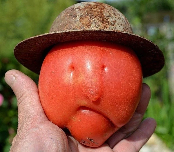 Давайте придумаем имя нашему помидорчику 🍅🤗

 Строй грамотно, ремонтируй правильно 👇 Делай Сам — 