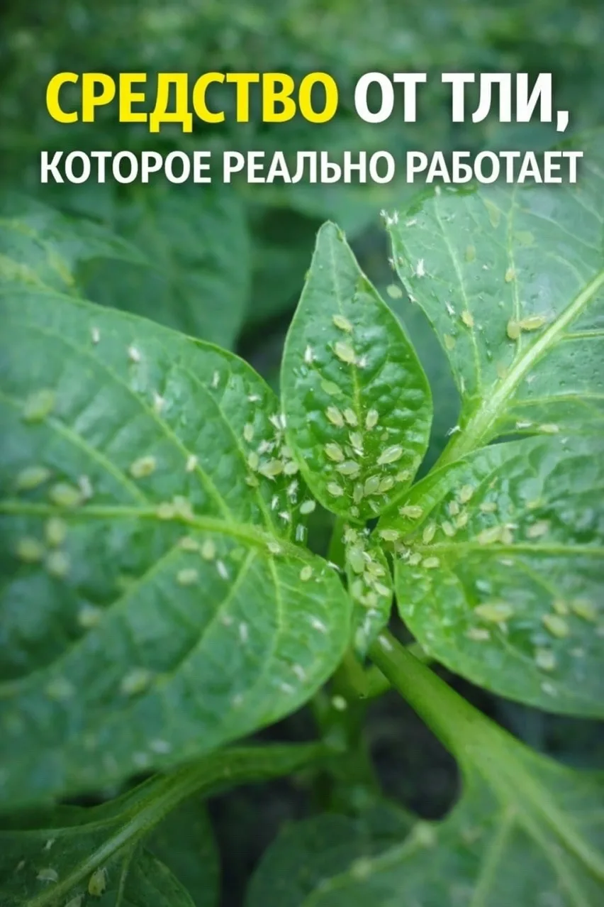 СРЕДСТВО ОТ ТЛИ Девочки, тля — это просто беда для огорода, но избавиться от неё можно быстро и без 