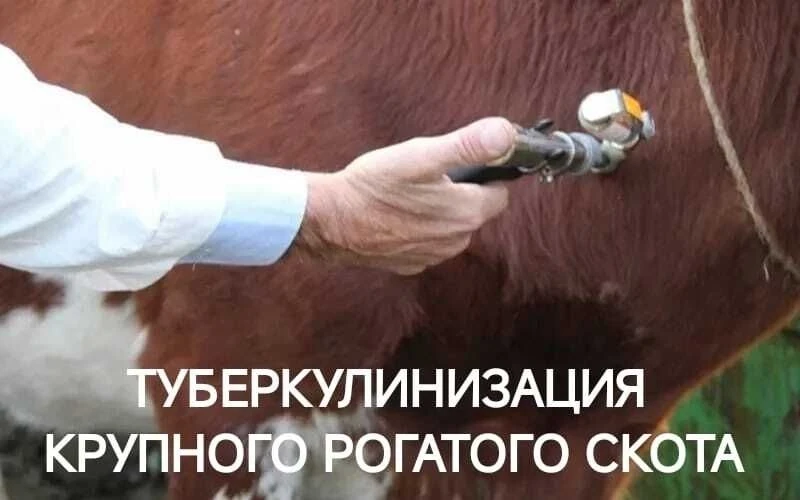 удов и узлов в этой области. Если возникает подозрение на туберкулёз, проводят дополнительный компле