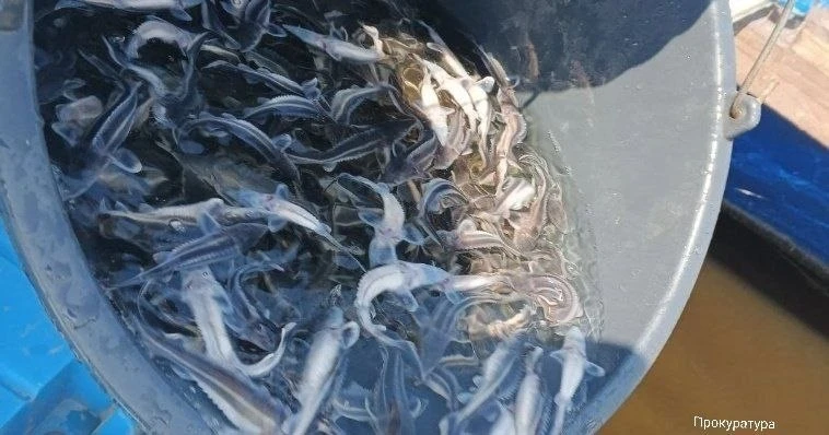 🐟 В Каму выпустили больше 8 тысяч молодых стерлядей