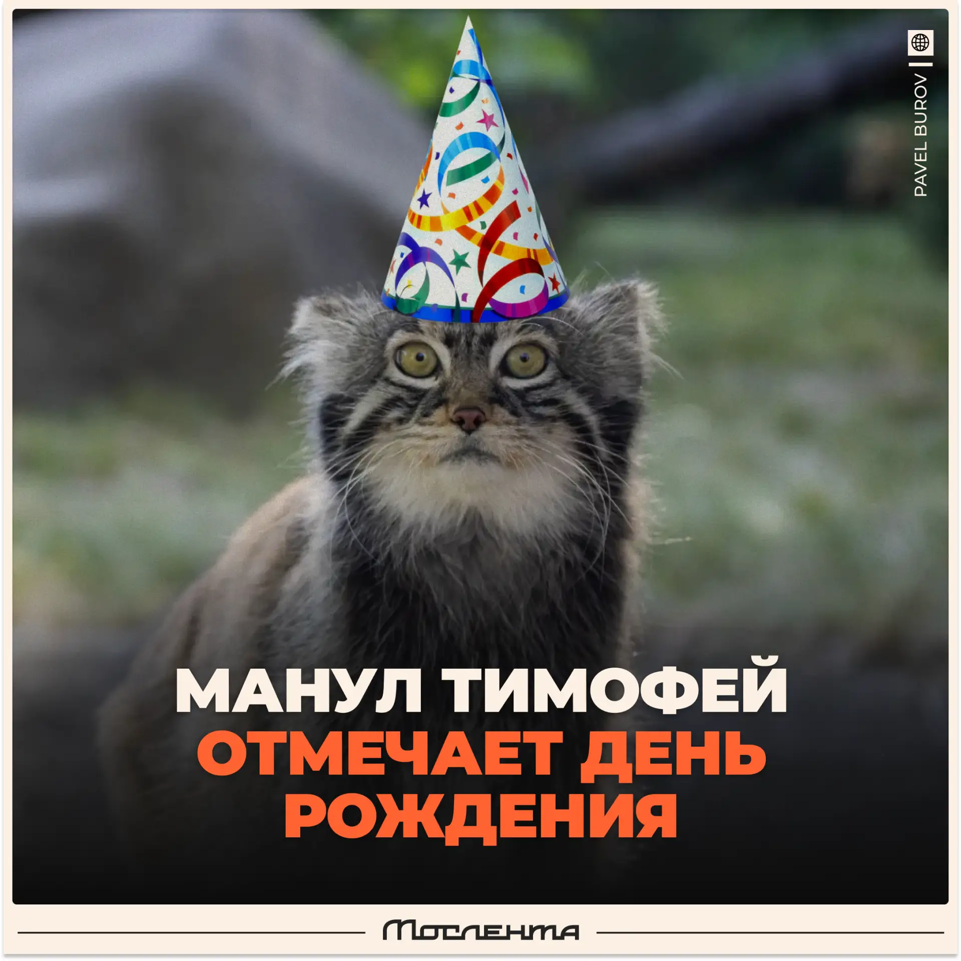 🥳 Главному холостяку Москвы исполнилось 6 лет: 11 июня манул Тимофей отмечает день рож...
