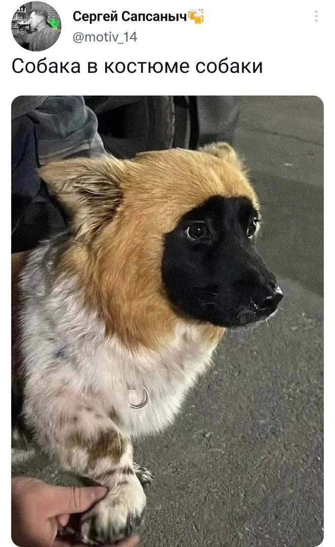 Дайте рыбов!