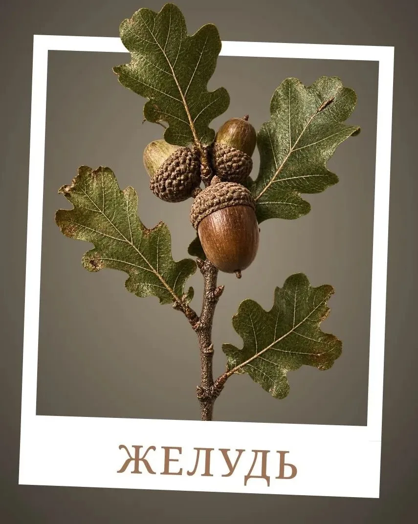 🌳🌰 ВНИМАНИЕ! СТАРТУЕТ ВАЖНАЯ ЭКОЛОГИЧЕСКАЯ АКЦИЯ! 🌰🌳