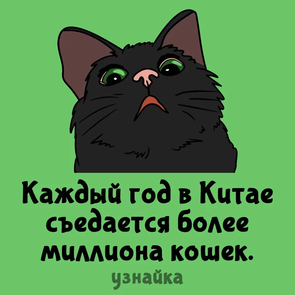 Кошки насторожились🐱
