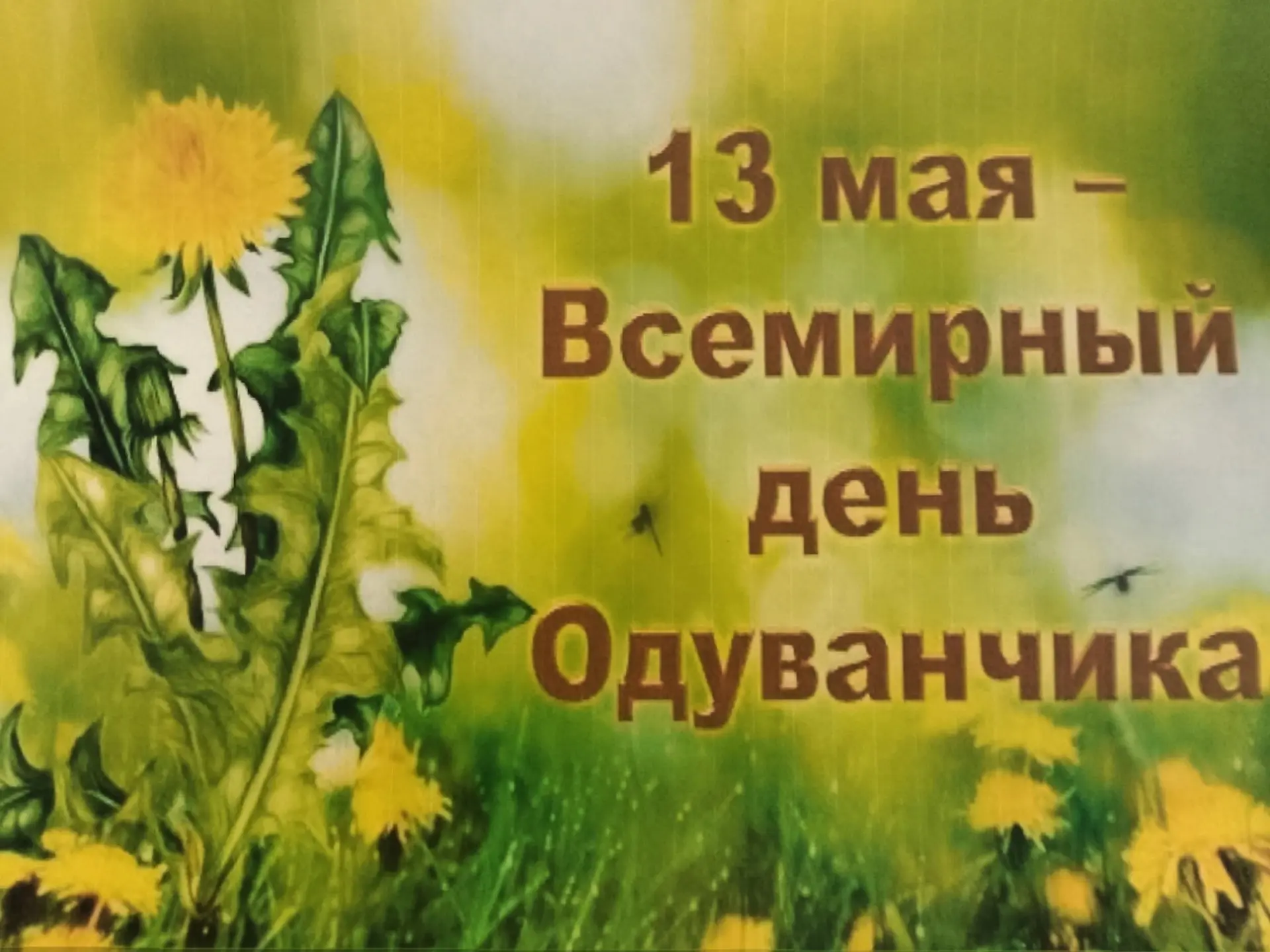 13 мая воспитанники старшей группы " Затейники " отмечали Всемирный день Одуванчика.
В течение дня р