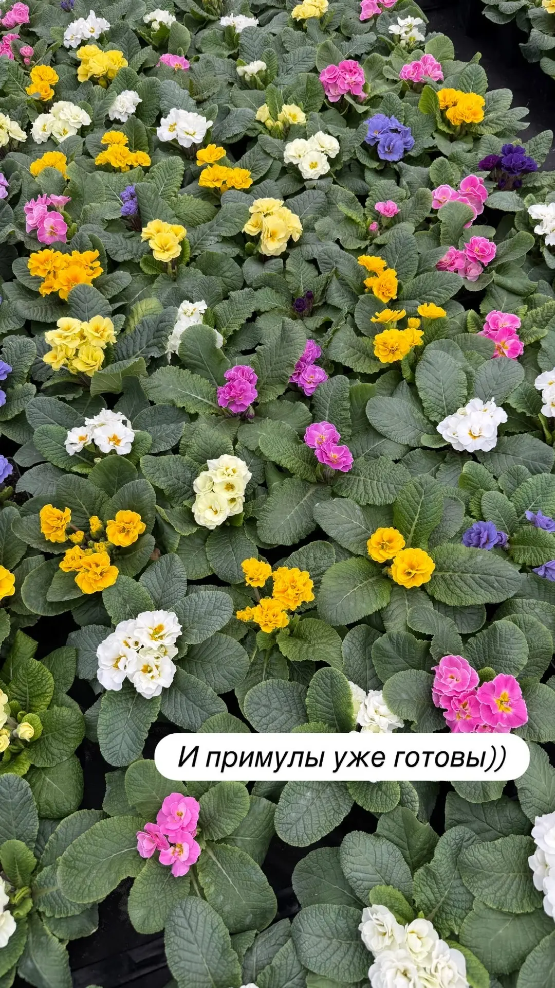 В Садовом центре РОСТОВСАД кипит работа, готовимся к новому сезону !  ✔️Посадили наши прекрасные роз