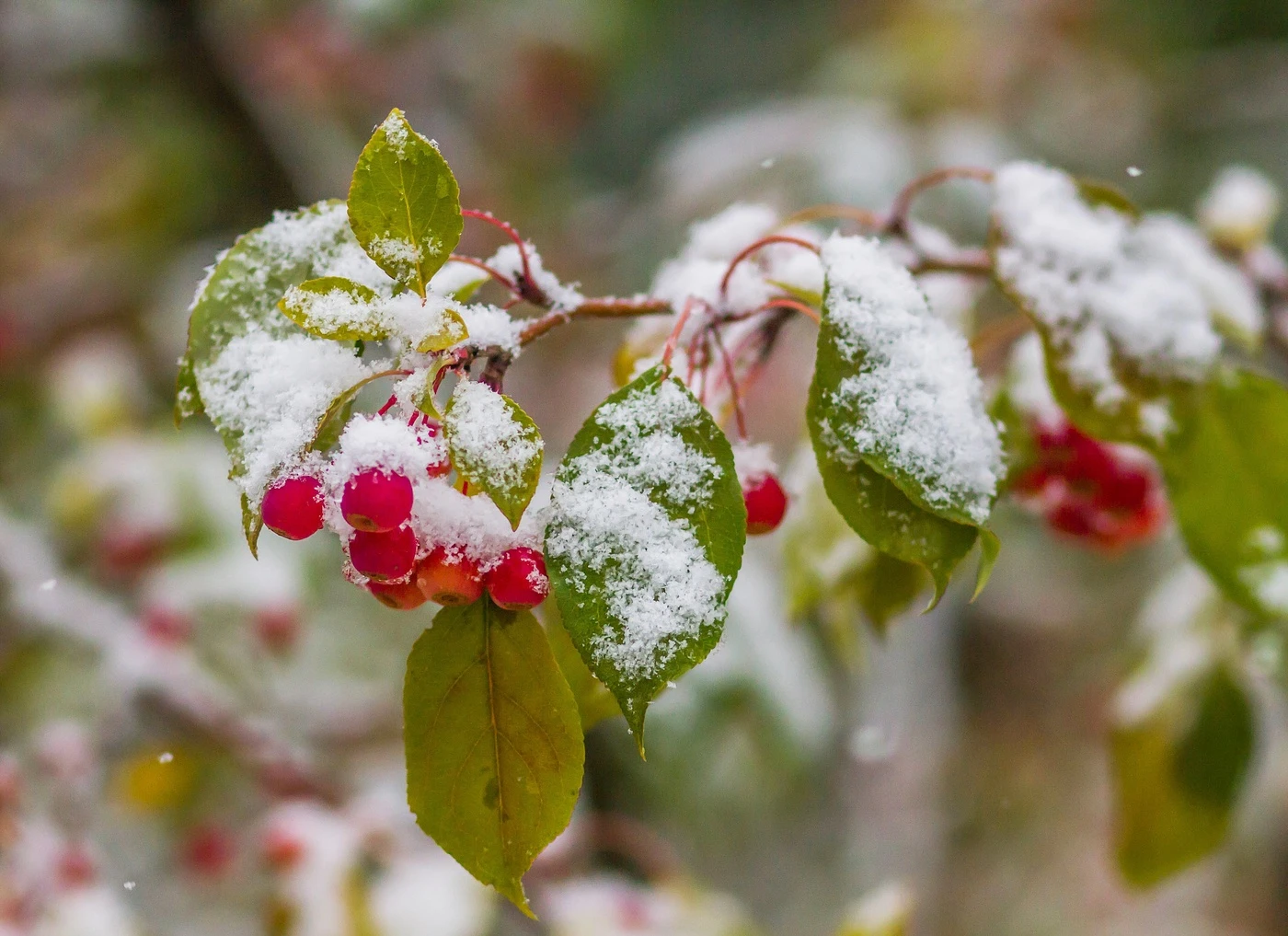 ❄️ Первый снег в Омске выпадет в начале следующей недели