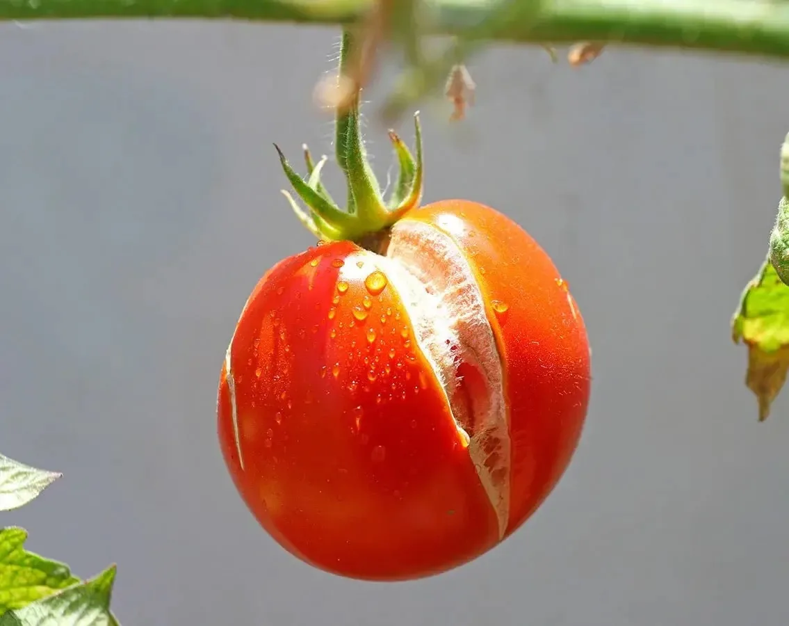 🍅 Почему томаты трескаются после дождя?