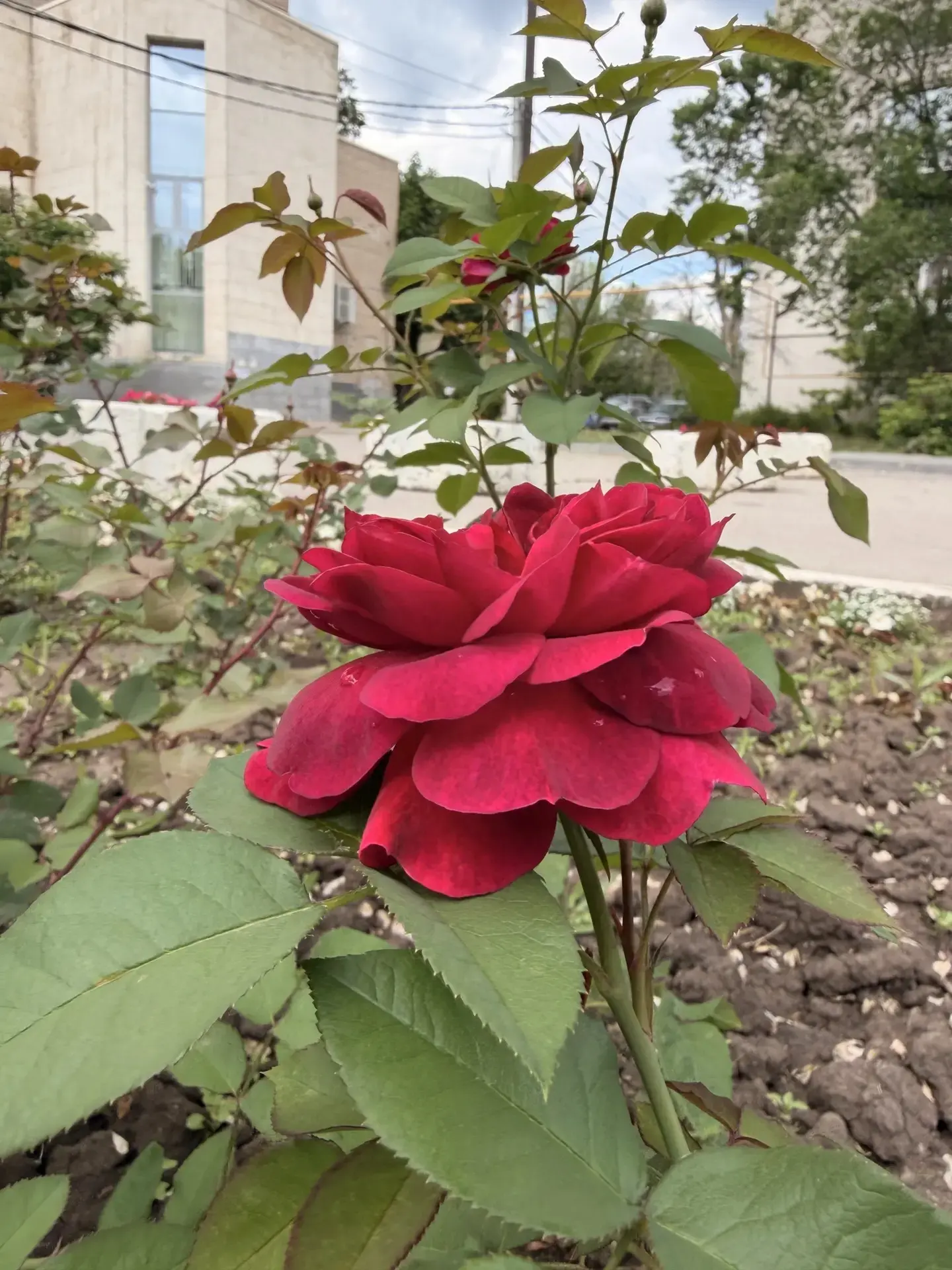 😍Энгельс в кадре

❤️С приходом лета на общественных территориях открываются новые краски.

🌼Самое 