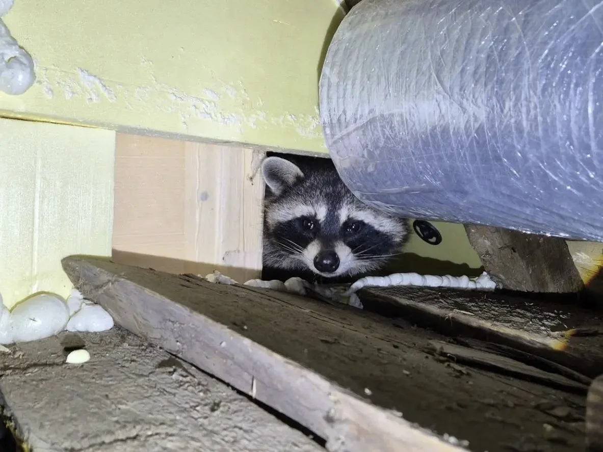 🦝 В СНТ «Сенеж» обнаружили енота