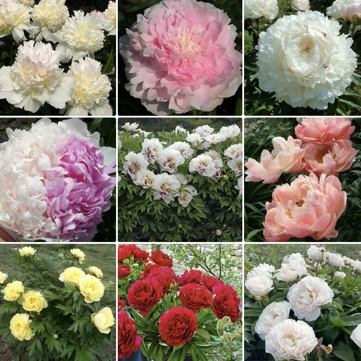 Пионы — одни из самых любимых многолетников в садах 🌸  Их ценят за роскошное цветение, долговечность