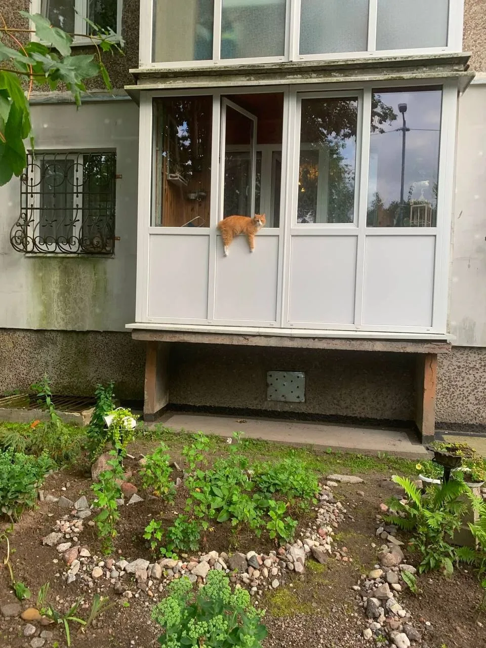 Когда хочешь гулять, но выходить из дома лень