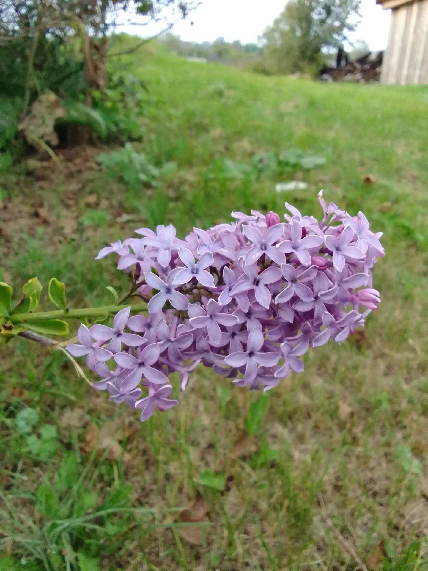 💜Сиреневый август в Талицком районе
