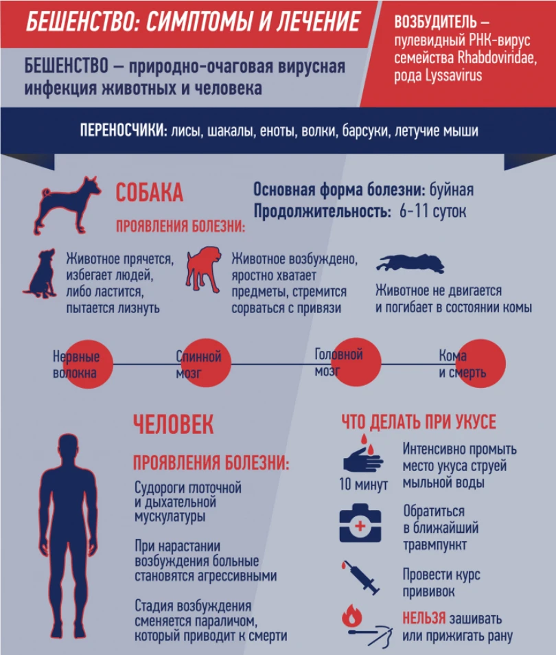 🚨 Бешенство: смертельная опасность, о которой важно помнить