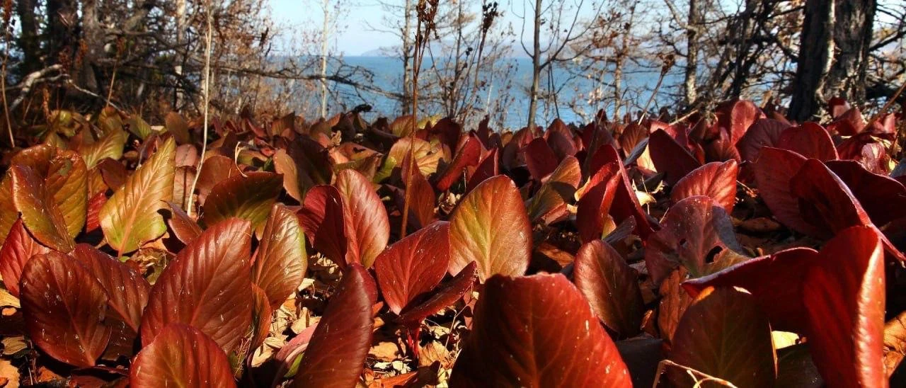🍂 Байкал сменил летний гардероб