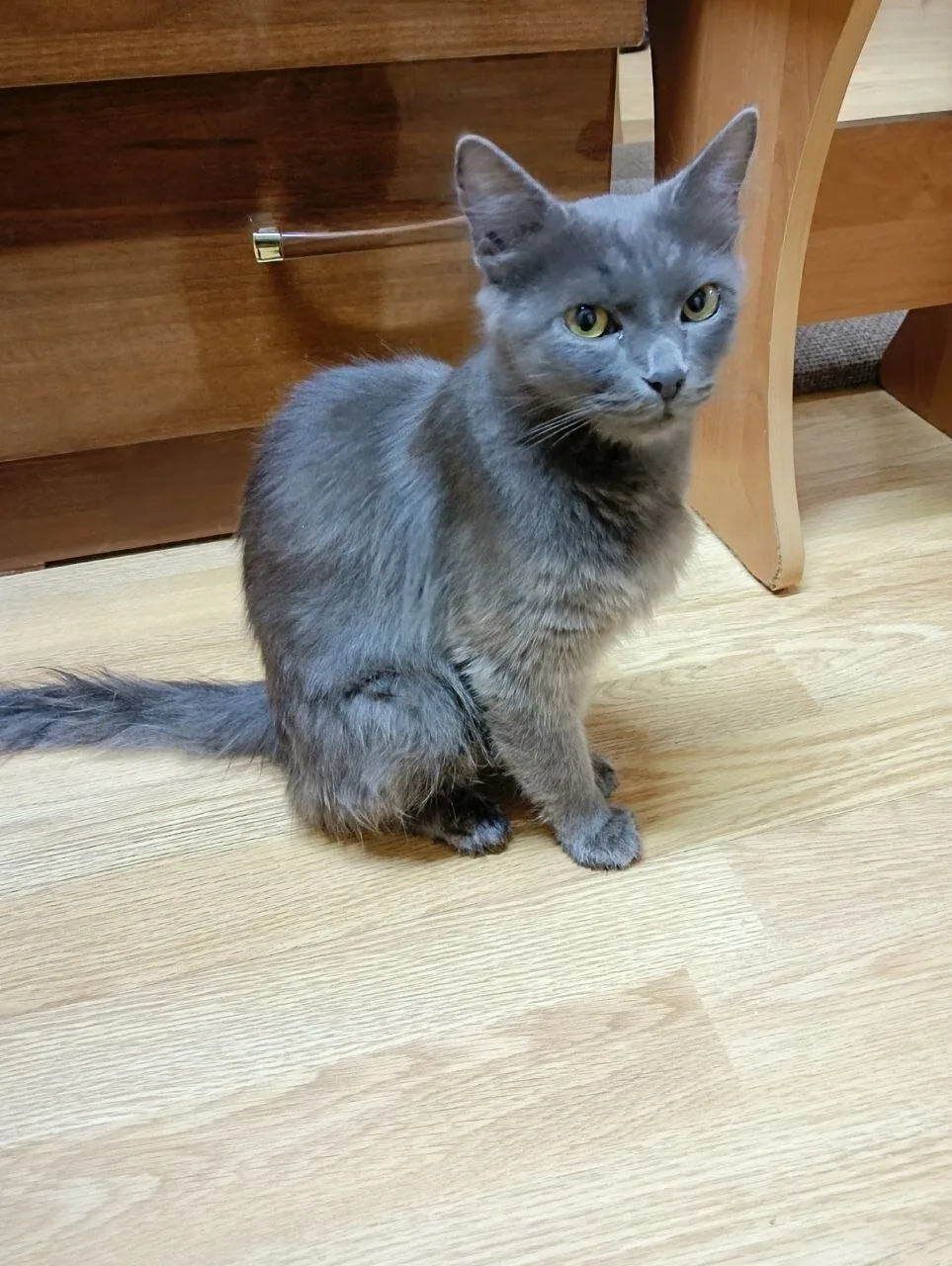 Приблудилась кошечка. Судя по соскам, возможно где-то могут быть котята. Голодная бегал...