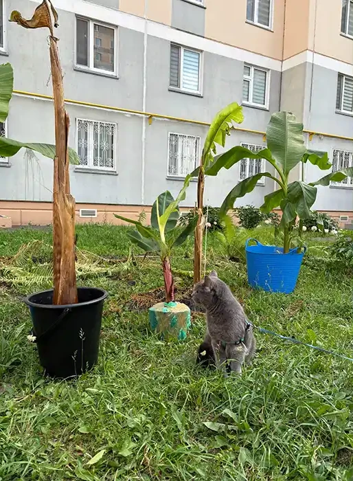 🌴 В Нижнекамске появилась банановая плантация
