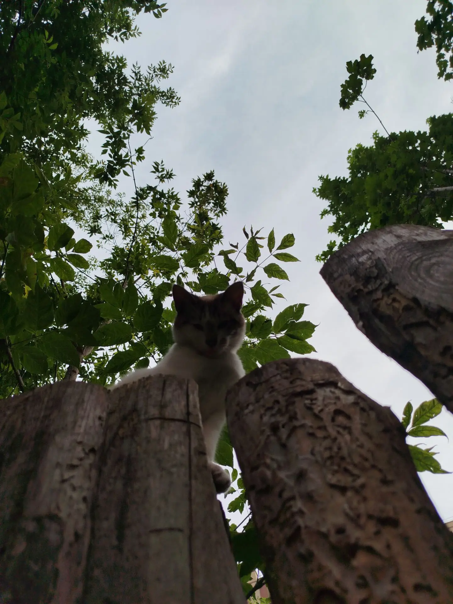 Котики наше всё 🐾👣♥️