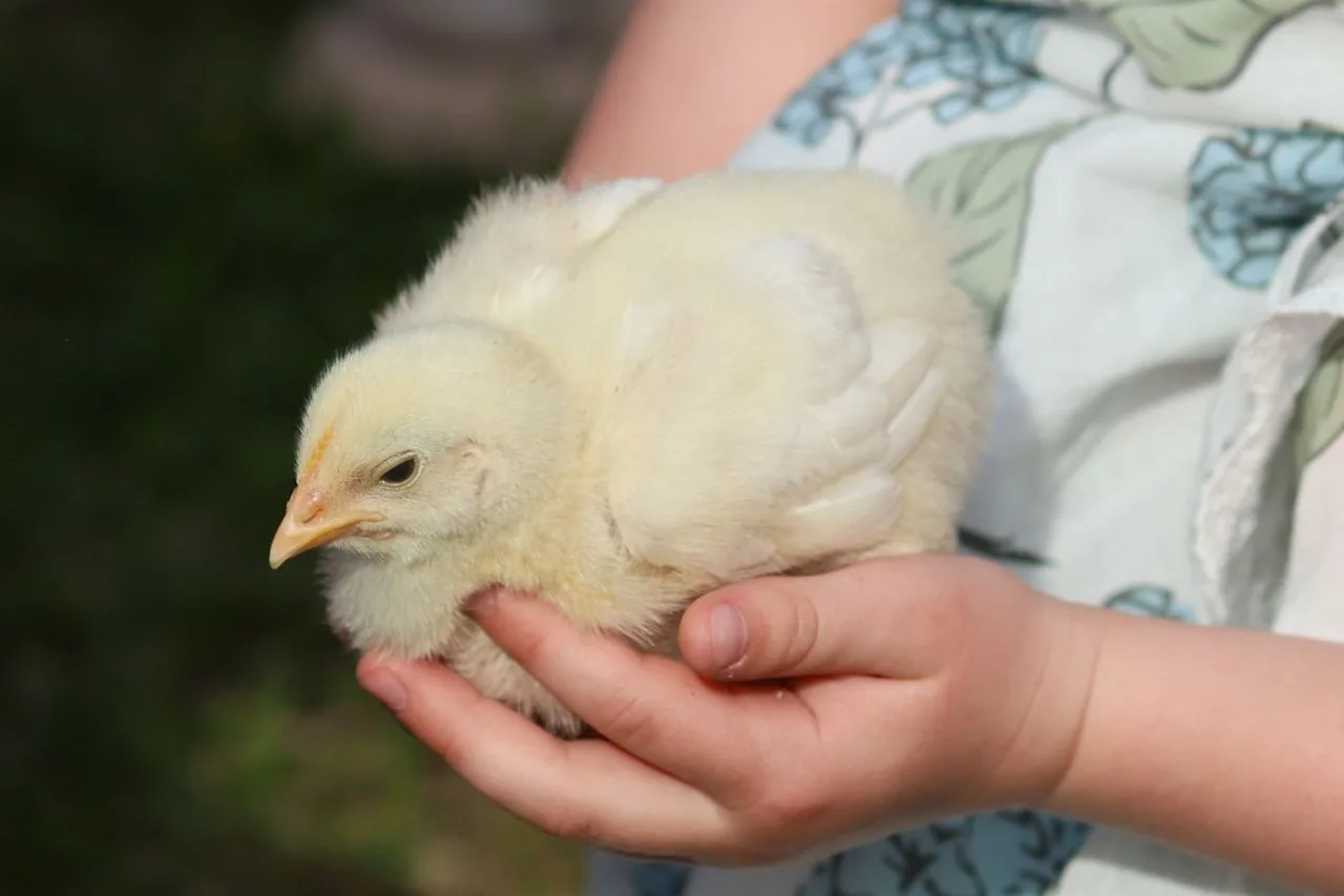 Сегодня в 11:00 повторяем день цыплёнка и утëнка🐣🥰