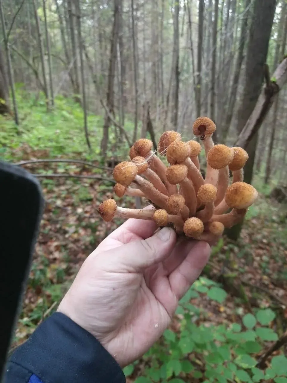 🍄 В леса Прикамья пришли осенние опята!
