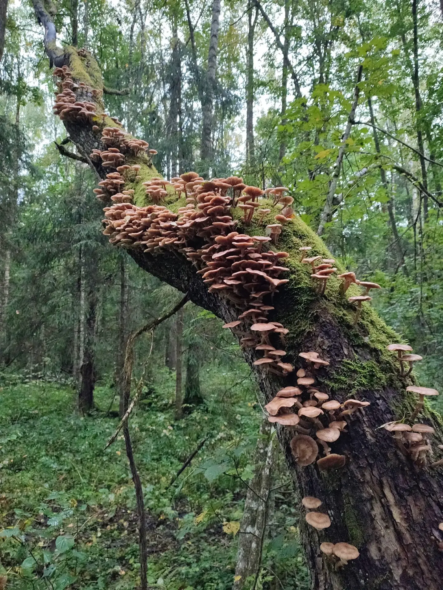 Вот и опята пошли. 🍄‍🟫