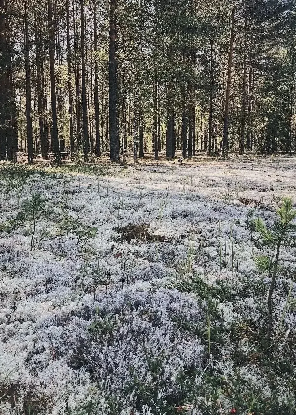 Красновишерский лес