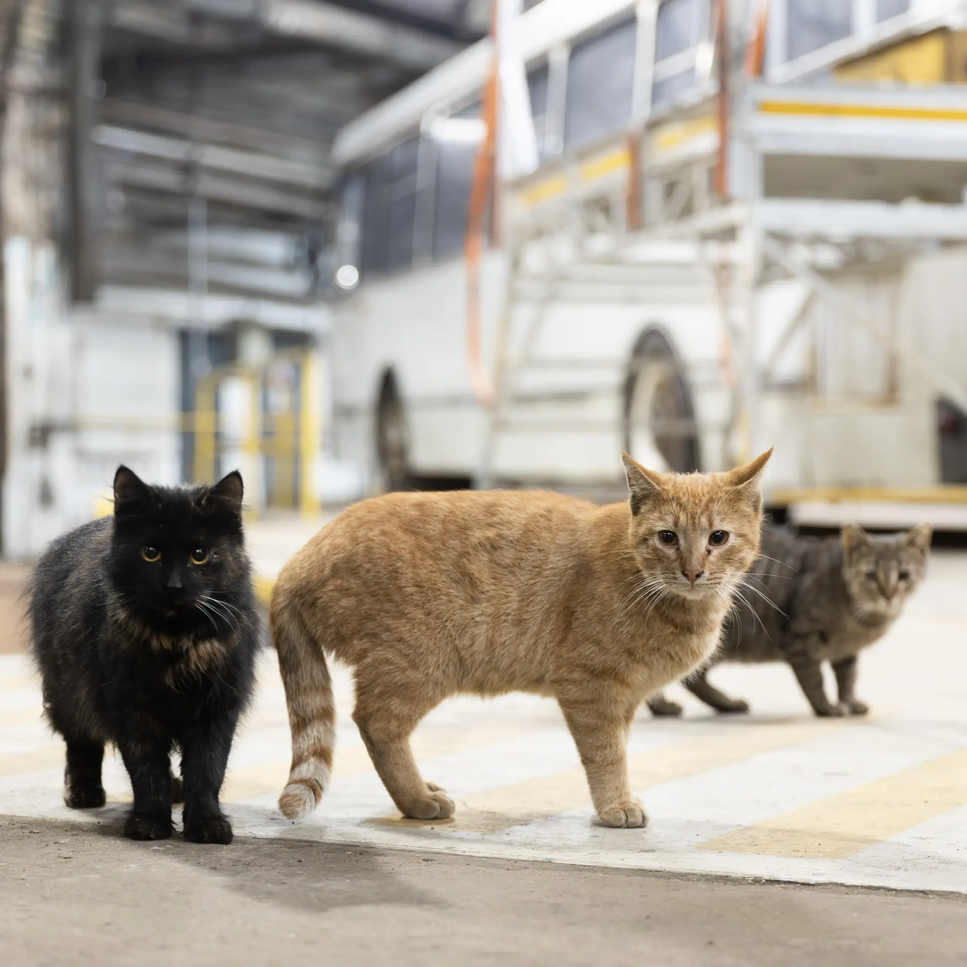 🐈🐾 Поздравляем с Всемирным днем петербургских котов и кошек!