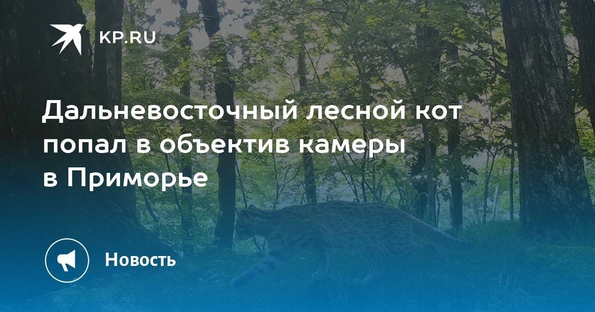 Редкость в объективе: дальневосточный лесной кот был снят на камеру в Приморье