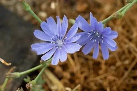 ☕ ОТВАР ИЗ КОРНЯ ЦИКОРИЯ ДЛЯ ПОДДЕРЖКИ ПИЩЕВАРЕНИЯ И ОБМЕНА ВЕЩЕСТВ 🌿