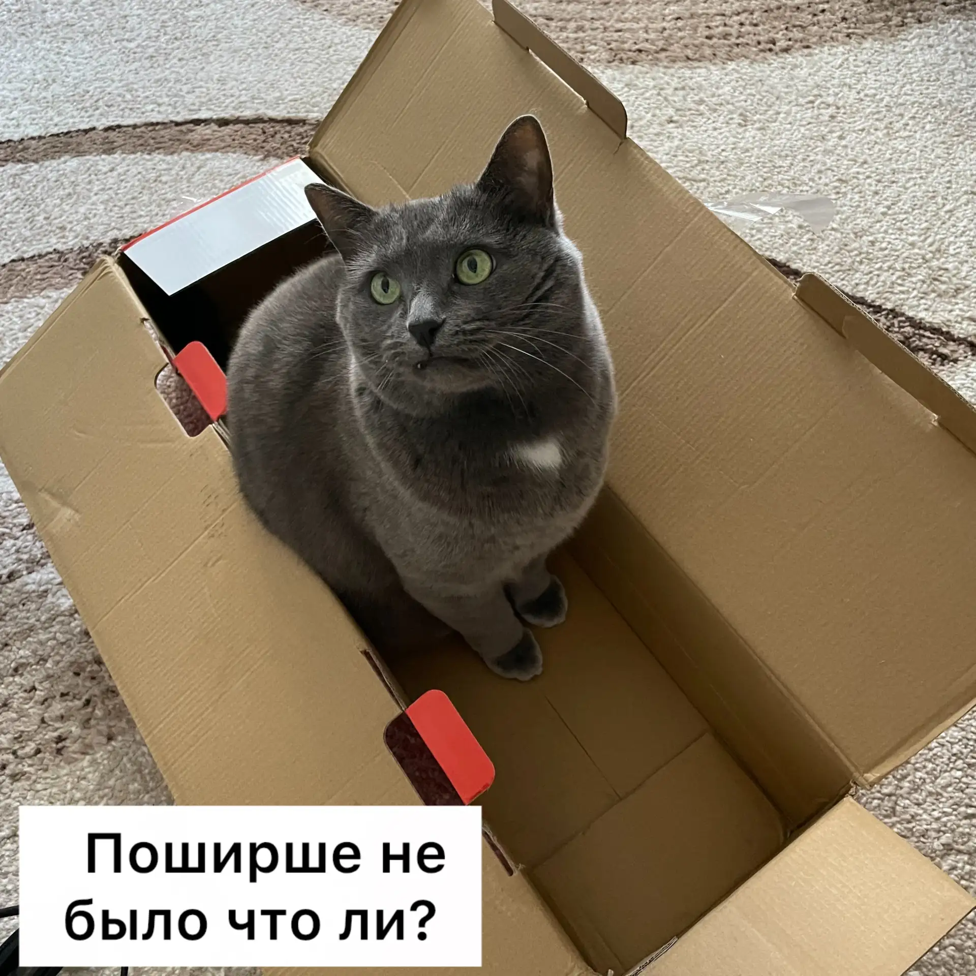 Хозяева, вообще-то, по размеру надо котикам коробки покупать😼