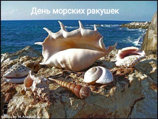 Тематический день 'Морские ракушки ".
Сегодня мы знакомились с морскими ракушками, их разнообразием,
