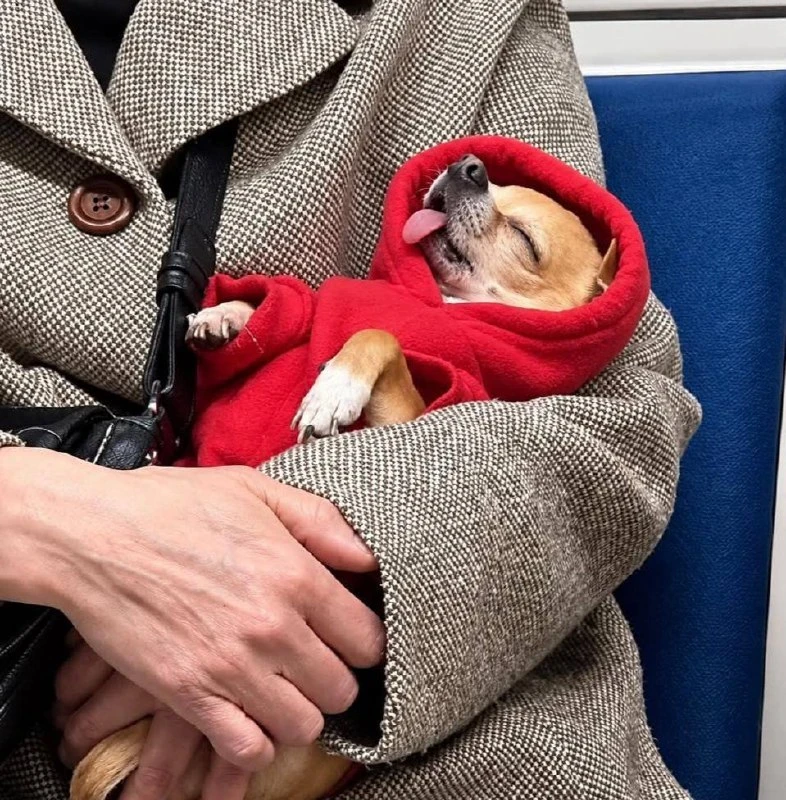 🐶 Главный пассажир московского метро найден