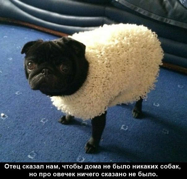 Веснушка Юмор