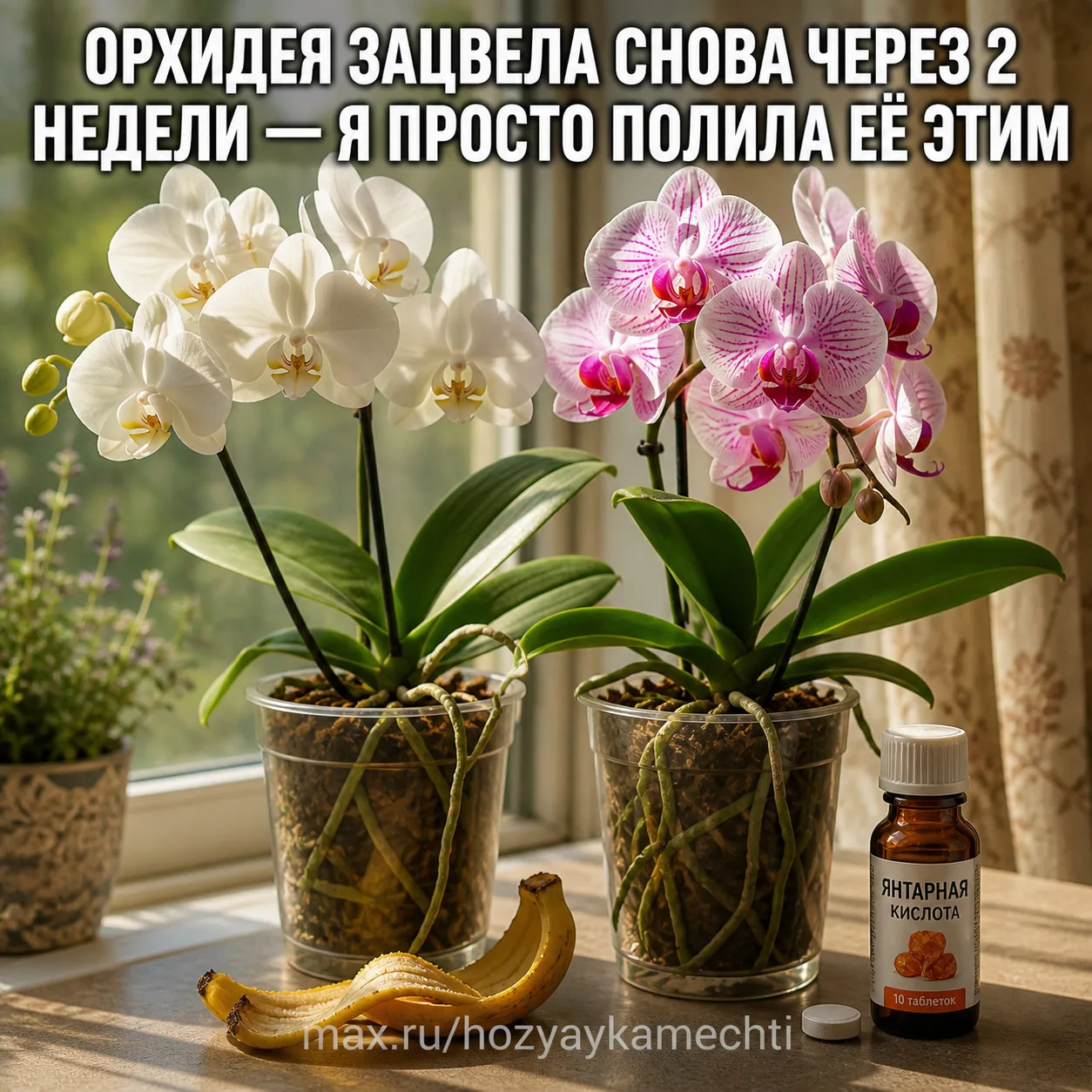 ОРХИДЕЯ ЗАЦВЕЛА СНОВА ЧЕРЕЗ 2 НЕДЕЛИ — Я ПРОСТО ПОЛИЛА ЕЁ ЭТИМ  Подруга показала мне один способ, и 