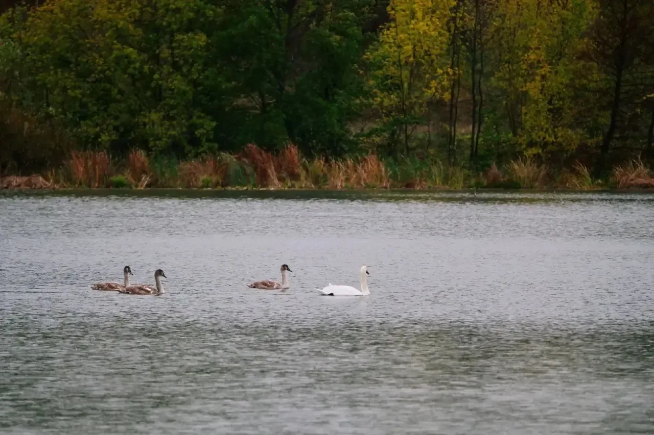 🦢🦆На Сызранку вернулись лебеди и утки