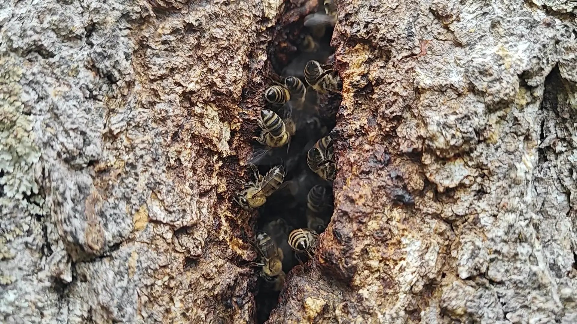 Пчёлы в гостях у Рериха 🐝🐝🐝
