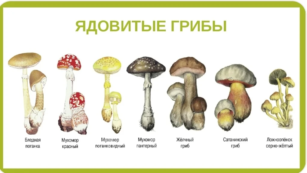 Съедобный или «ой, всё»? Твоя шпаргалка по грибам Сибири 🍄
Сибирский лес — это же просто красота пр