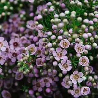 Хамелациум или хризантемы 🌸