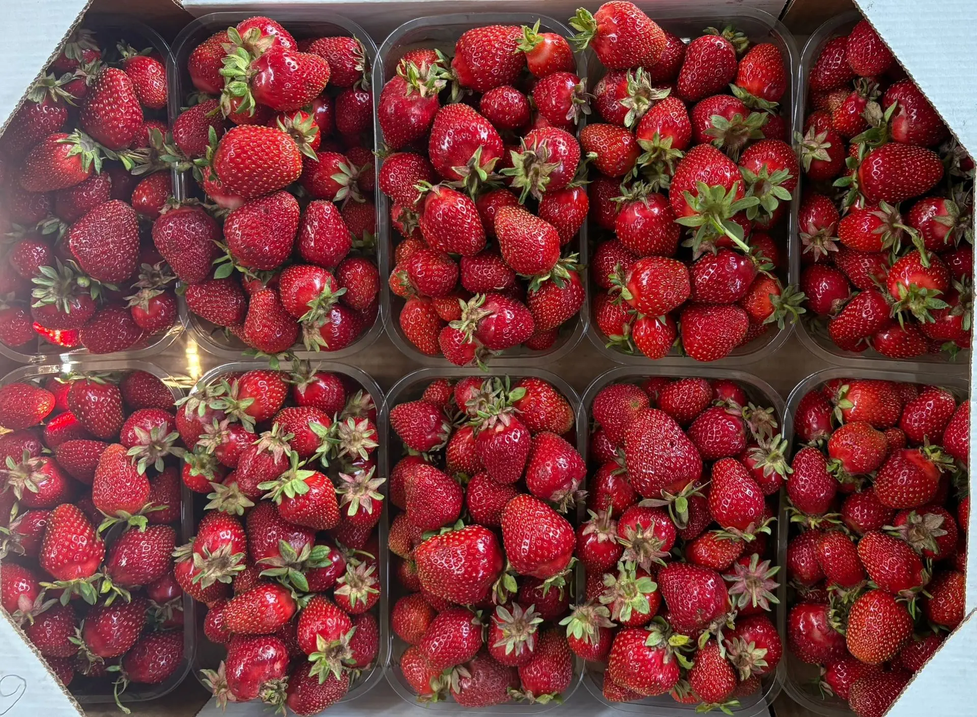 🍓 Приглашаем на самосбор клубники в Разумное-22А 

250 рублей за кг.
☎️ 8-960-632-29-40

🪣Своя тар