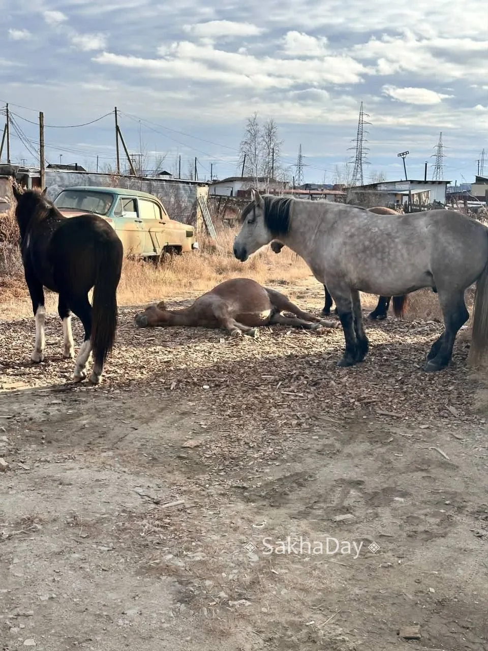 #пишут здравствуйте! Опубликуйте пожалуйста, лошадь лежит еле дышит, район Кирзавод Мар...