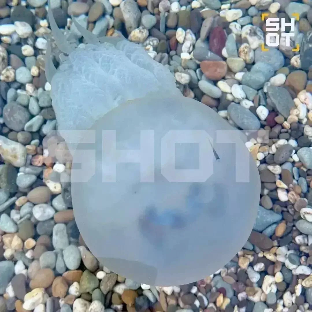 🌊 Азовское море снова атакуют гигантские медузы!
