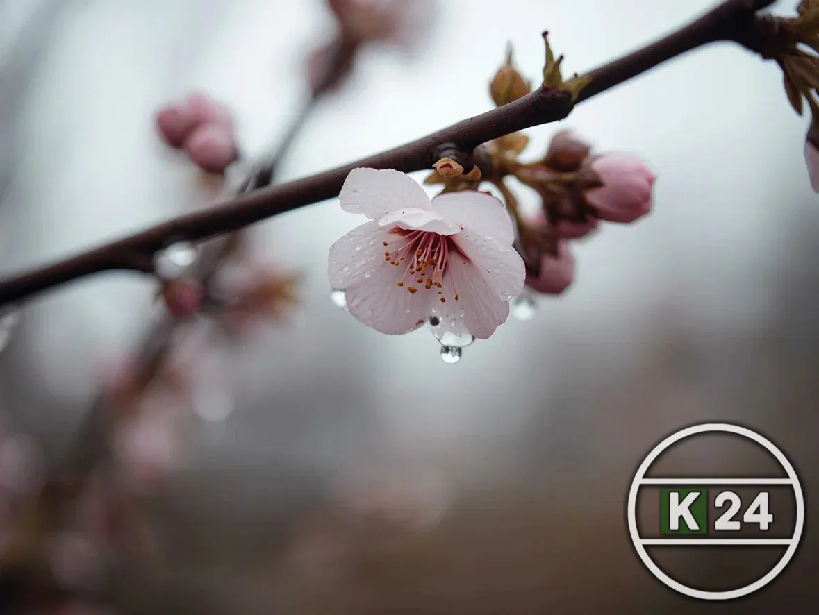 🌦️ Кингисепп, доброе утро! Сегодня 14 мая, нас ждёт тёплый, но немного переменчивый майский день 🌿 🌡