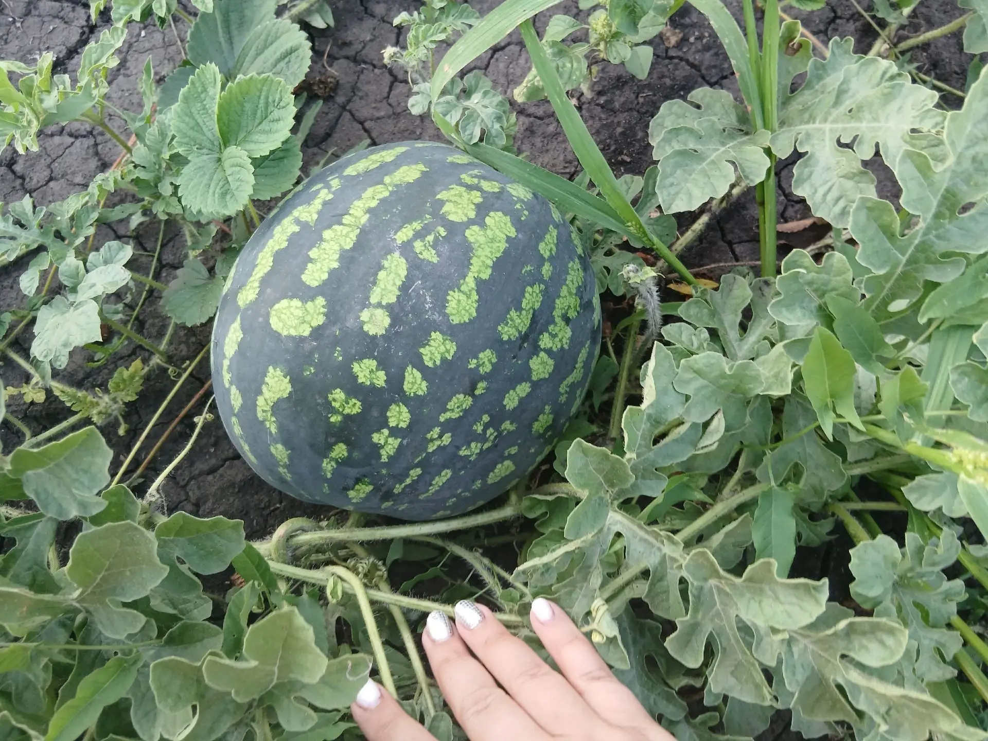 Вот такой 🍉 вырастила учитель физкультуры Светлана Александровна Самаркина!