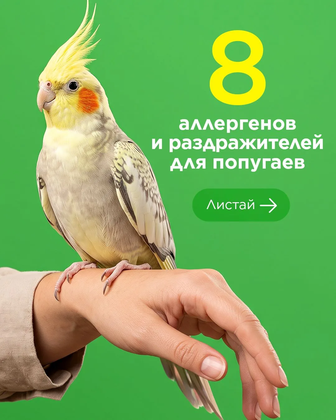 Думаете, ваш дом полностью безопасен для попугая? 🏡