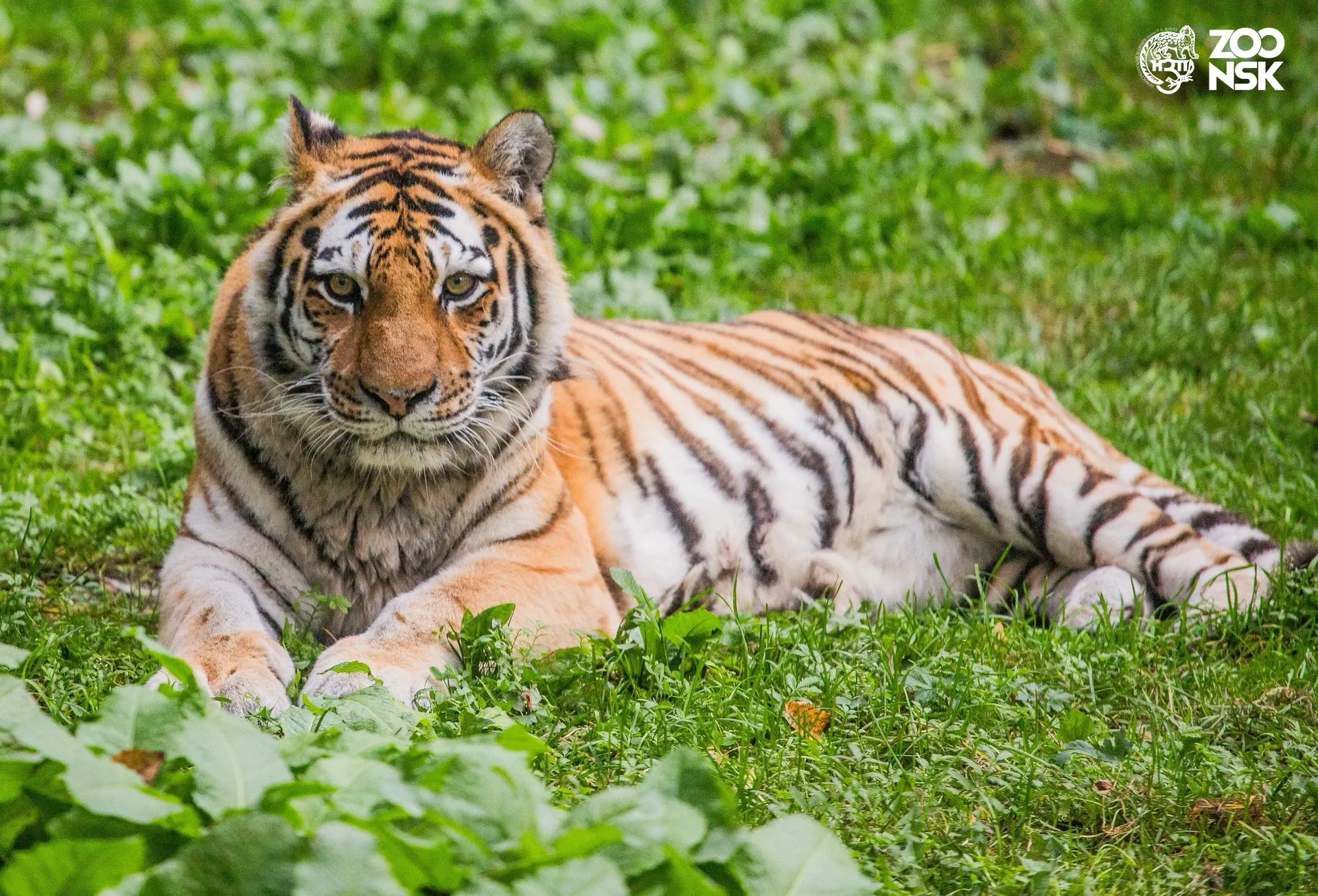 Уже завтра мы отмечаем Международный день тигра 🐅 — праздник силы, грации и дикой красоты этих удив