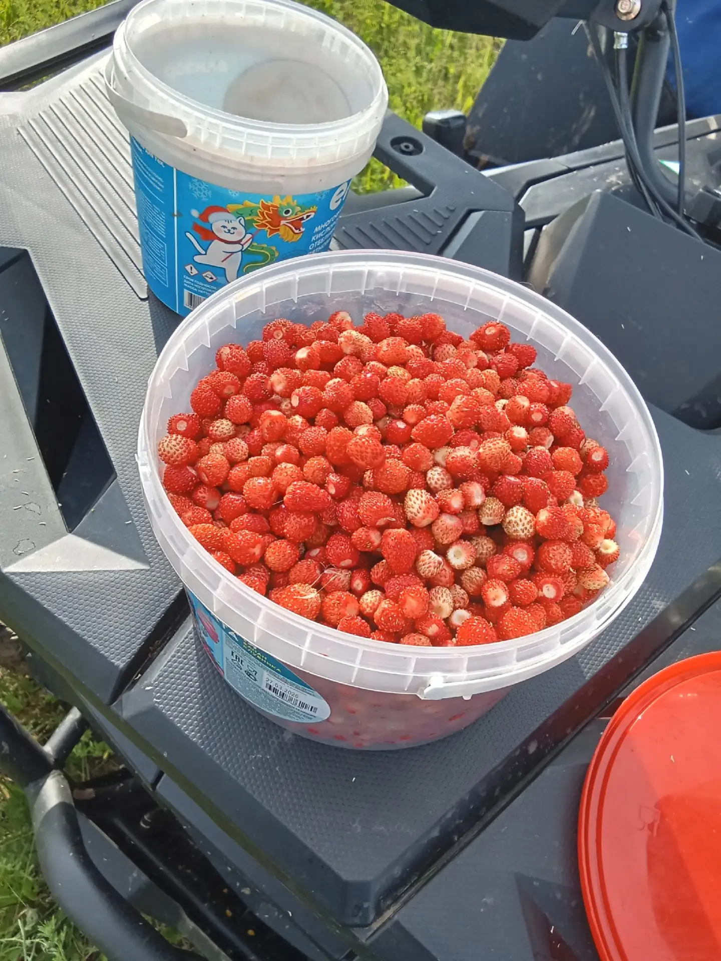 Лидия Четкарева