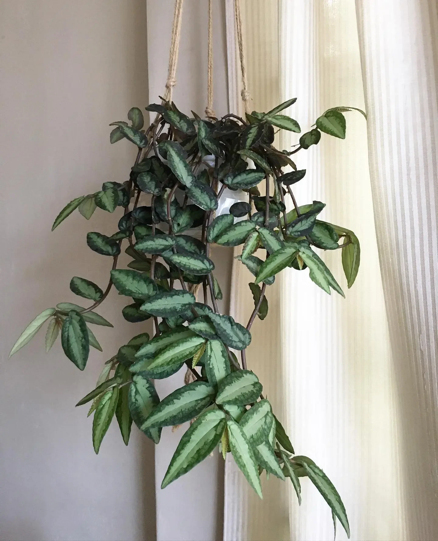 Пеллиония: нежная зелень 🌿