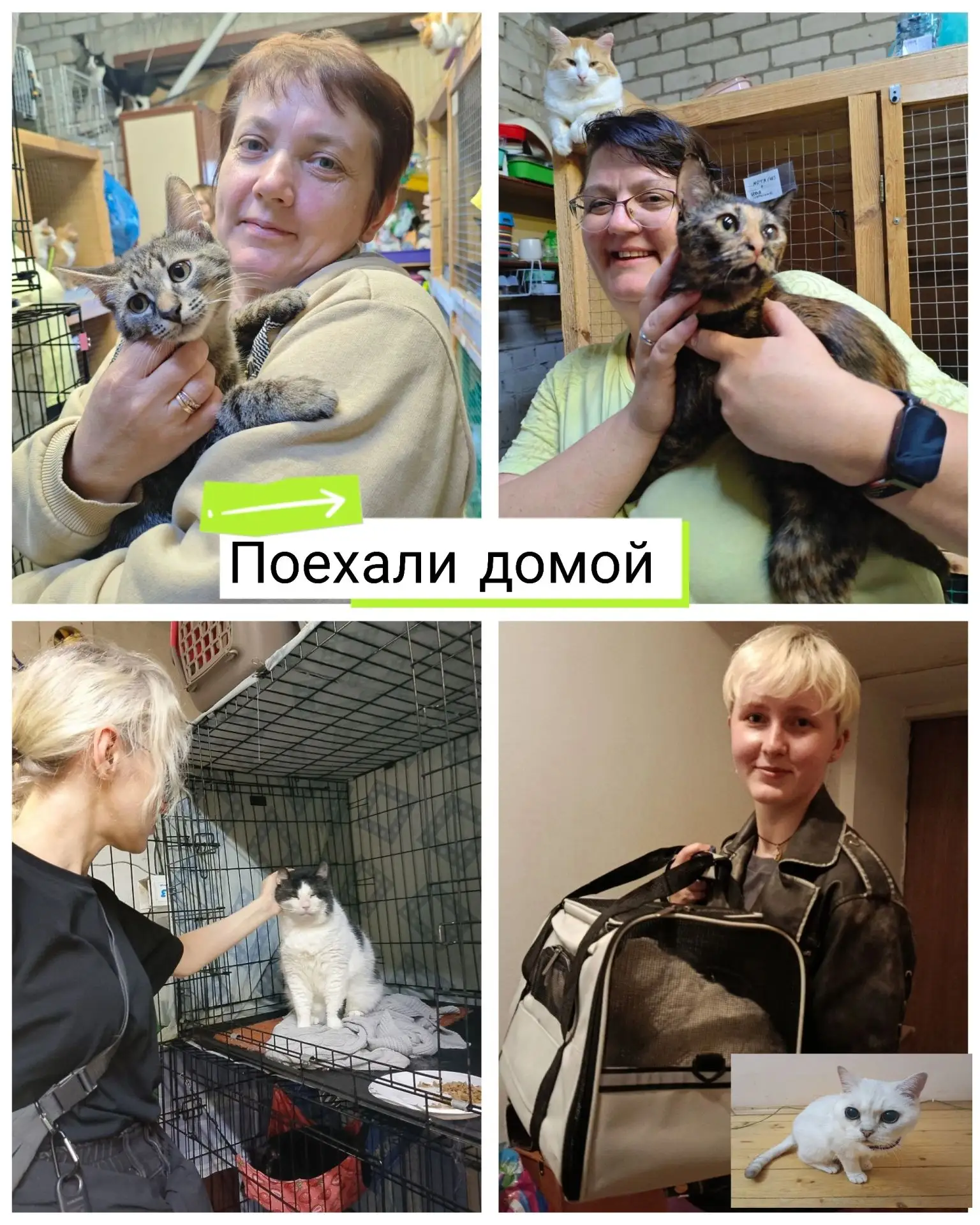 🐾 ИТОГИ НЕДЕЛИ в приюте «Лучик» 🐾