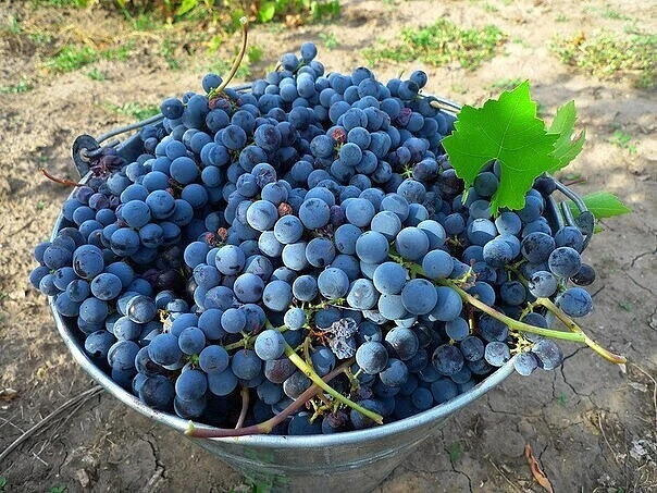 🍇РАЗМНОЖЕНИЕ ВИНОГРАДА ОТВОДКАМИ🍇

Отводки можно делать однолетней и однолетней с двухлетней лозой