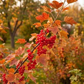 ​​🍂 ОСЕННИЙ УХОД ЗА ЯГОДНЫМИ КУСТАРНИКАМИ: ЧЕК-ЛИСТ ДЛЯ ДАЧНИКА